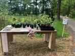 Tomaten planten en meer!, Tuin en Terras, Zomer, Ophalen of Verzenden, Groenteplanten, Eenjarig