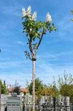 Sering witte bloemen bijzondere hoogstam aanbieding €65,00, Tuin en Terras, Volle zon, Minder dan 100 cm, Zomer, Overige soorten