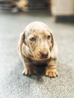 kortharige Teckel Merle pupjes bij ons geboren, Dieren en Toebehoren, België, Reu, CDV (hondenziekte), 8 tot 15 weken