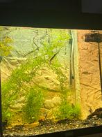 Aquarium 150 liter alles inbegrepen ook vissen, Dieren en Toebehoren, Ophalen, Zo goed als nieuw, Leeg aquarium