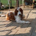 Prachtige Bonte Irish Doodles (labrodoodle, goldendoodle etc, Dieren en Toebehoren, Honden | Retrievers, Spaniëls en Waterhonden