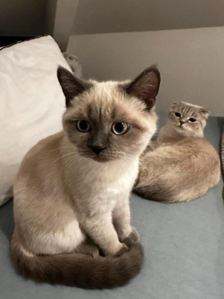 Brits korthaar bluepoint kitten, Dieren en Toebehoren, Katten en Kittens | Overige Katten, Poes