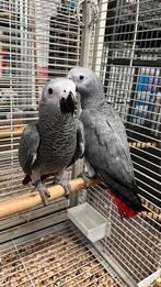 Grijze roodstarten 2025 koppel, Dieren en Toebehoren, Meerdere dieren, Papegaai, Pratend
