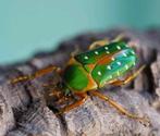 T.K Stephanorrhina guttata, Dieren en Toebehoren, Insecten en Spinnen