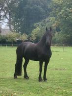 Incl volledig goed keuringsrapport friese merrie 4 jaar 164, Merrie, Dressuurpaard, 3 tot 6 jaar, 160 tot 165 cm