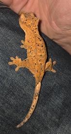 WimperGecko mogen weg per groepjes, eventueel loss, Dieren en Toebehoren, Reptielen en Amfibieën, Overige soorten, Tam, 0 tot 2 jaar