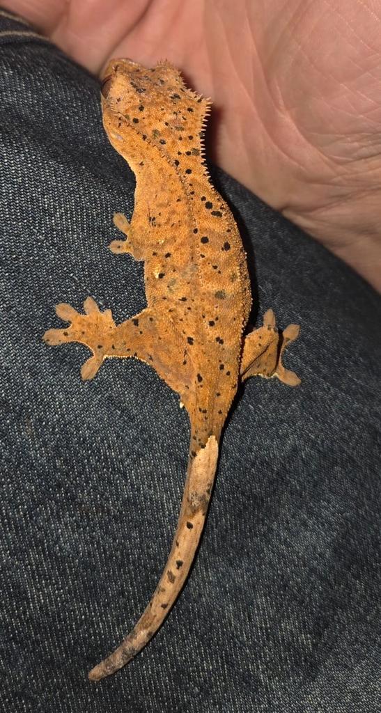 WimperGecko mogen weg per groepjes, eventueel loss