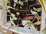 Planten tradescantia, Huis en Inrichting, Ophalen, Overige soorten, Minder dan 100 cm