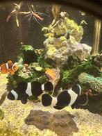 Amphiprion Ocellaris Black koppel clown vissen, Dieren en Toebehoren, Vis
