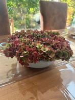 Hortensia bloemstuk, Ophalen of Verzenden, Nieuw