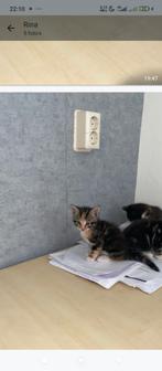 Maincoon/noorseboskat Kittens te koop kot haar, Dieren en Toebehoren, Katten en Kittens | Raskatten | Korthaar, Meerdere dieren