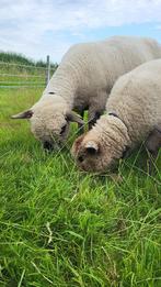 Gezocht zwoervrije hampshire down ram, Dieren en Toebehoren, Schapen, Geiten en Varkens, Mannelijk, Schaap, 0 tot 2 jaar