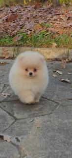 Mini bearface pomeriasn, Particulier, 15 weken tot 1 jaar, Reu, Buitenland