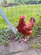 3x kriel kippen van mei 2025, Vrouwelijk, Kip