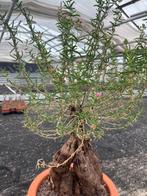 Caudex plant Mestoklema Tuberosa Zuid Afrika 27cm pot, Overige soorten, Ophalen of Verzenden, In pot, Minder dan 100 cm