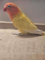 Mooie gele zwartoog fisheri,pop, Dieren en Toebehoren, Vrouwelijk, Dwergpapegaai of Agapornis