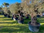 Oude Olijfbomen TE KOOP / olea europaea, Ophalen of Verzenden, 100 tot 250 cm, Olijfboom, Zomer