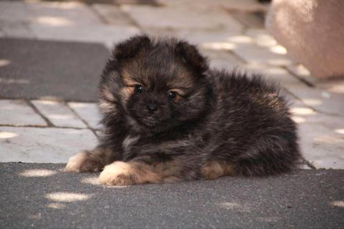 Pomeriaan wildkleur teefje, Dieren en Toebehoren, Honden | Poolhonden, Keeshonden en Oertypen, Teef, Keeshond, Particulier, Eén hond