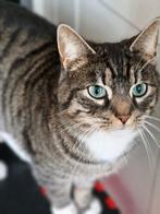 Nieuwe boerderij voor onze muizenvanger, Dieren en Toebehoren, Katten en Kittens | Overige Katten, Kater