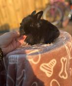 Minilopxnhd+hollander ram, Dieren en Toebehoren