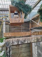 Broedrijpe diamandvink pop, Vrouwelijk, Tropenvogel