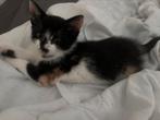 Noorse boskat/lapjeskat kittens, Dieren en Toebehoren, Katten en Kittens | Raskatten | Korthaar, Meerdere dieren, Ontwormd, 0 tot 2 jaar