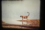 16mm film  Walt Disney's Vogels, bavianen en andere dieren, Audio, Tv en Foto, Filmrollen, Ophalen of Verzenden, 16mm film