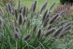 Pennisetum Black Beauty - 4 Grote Planten, Tuin en Terras, Planten | Tuinplanten, Ophalen