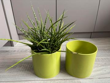 Groene Bloempotten Set (2 stuks) beschikbaar voor biedingen