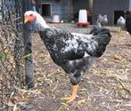 Prachtige Wyandotte haan meerzomig zilver, Dieren en Toebehoren, Pluimvee, Mannelijk, Kip