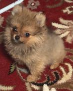 Pomeranian teefje mini formaat, Dieren en Toebehoren, Overige rassen, CDV (hondenziekte), 8 tot 15 weken, Teef