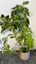 Graties plant, Ophalen of Verzenden, Overige soorten, Minder dan 100 cm