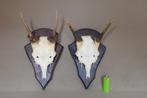 2x gewei hert   in mooie staat, Ophalen of Verzenden, Gebruikt, Hert, Gewei of Kop