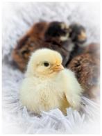 🔹Schattige kleine kippen kuikentjes te koop🔹, Dieren en Toebehoren, Pluimvee, Kip, Geslacht onbekend
