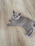 Brits korthaar en Brits langhaar kater, Kater, Gechipt
