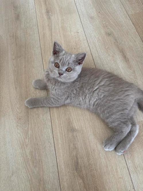 Brits korthaar en Brits langhaar kater, Dieren en Toebehoren, Katten en Kittens | Raskatten | Korthaar, Kater, Gechipt
