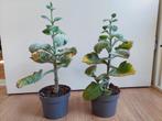 Kalanchoë Beharensis - Olifantsoor/Groene Kalanchoë H: 40 cm, Huis en Inrichting, Ophalen, Vetplant, Halfschaduw, Minder dan 100 cm