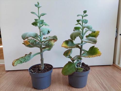 Kalanchoë Beharensis - Olifantsoor/Groene Kalanchoë H: 40 cm, Huis en Inrichting, Kamerplanten, Vetplant, Minder dan 100 cm, Groene kamerplant