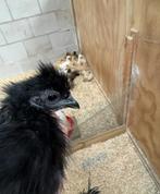 Gratis jonge zwarte zijdehoender, Dieren en Toebehoren