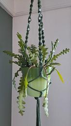 Epiphyllum - zaagcactus in mooie groene pot, Huis en Inrichting, Kamerplanten, Ophalen, Halfschaduw, Minder dan 100 cm, Bloeiende kamerplant