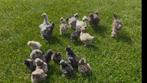 Kuikens zijdehoen usa, Dieren en Toebehoren, Pluimvee, Geslacht onbekend, Kip