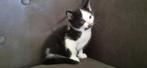 5 lieve superzachte wit zwarte kittens poesjes, Dieren en Toebehoren, Meerdere dieren, Kortharig, 0 tot 2 jaar