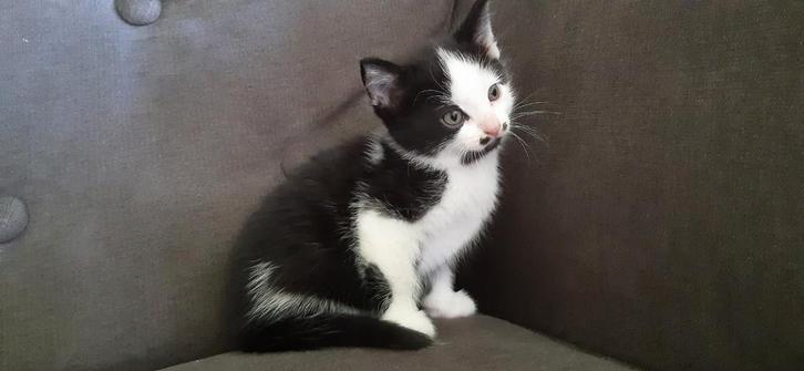 5 lieve superzachte wit zwarte kittens poesjes, Dieren en Toebehoren, Katten en Kittens | Overige Katten, Kortharig, Meerdere dieren