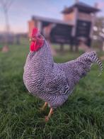 2 x grote mooie Amrock hanen, Dieren en Toebehoren, Mannelijk, Kip