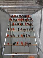 Gezocht kleurkanaries voor de export, Dieren en Toebehoren, Vogels | Kanaries, Meerdere dieren, Kleurkanarie