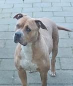 Te koop american bully, Rabiës (hondsdolheid), Teef, Eén hond, 3 tot 5 jaar