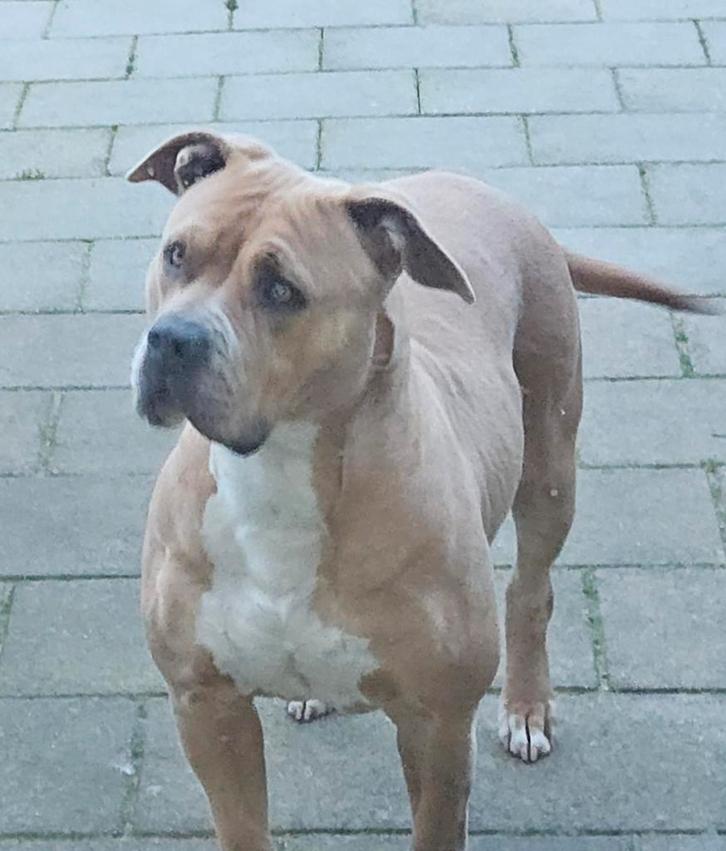 Te koop american bully, Dieren en Toebehoren, Honden | Bulldogs, Pinschers en Molossers, Teef, Particulier, Eén hond, Nederland
