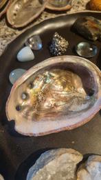 Abalone Schelpen Set - 7 Stuks, 8-9 cm, Ophalen of Verzenden