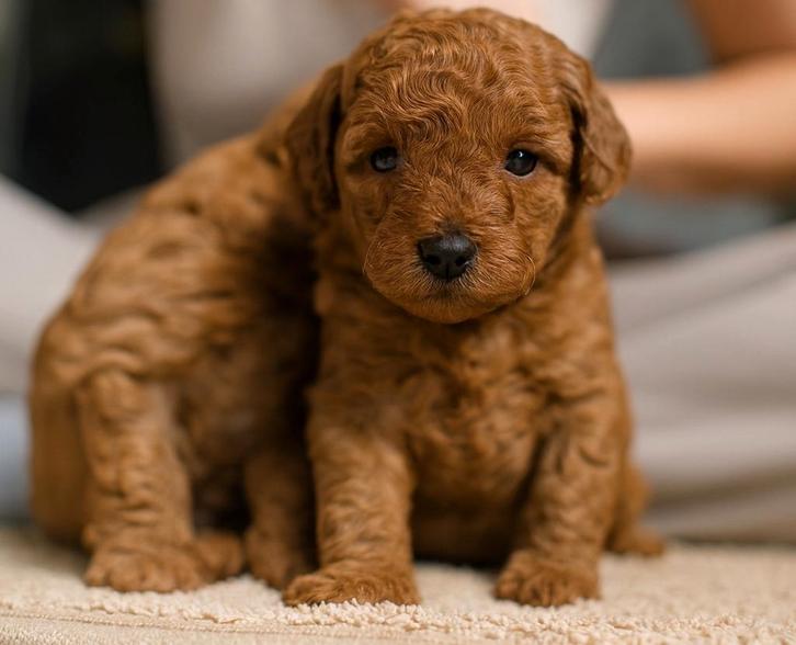 Pudel miniatuur rood – met ACF-stamboo, Dieren en Toebehoren, Honden | Poolhonden, Keeshonden en Oertypen, Meerdere dieren, Particulier