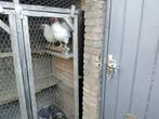 1 hen en 1 haan gratis af te halen wegens ziekte opa, Dieren en Toebehoren, Pluimvee | Toebehoren, Ophalen of Verzenden, Zo goed als nieuw